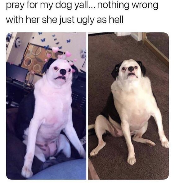 ugly dog