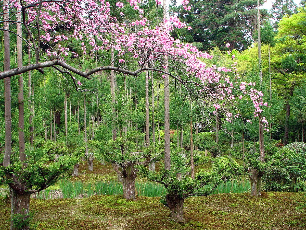 daisugi 2