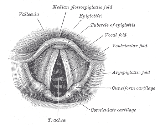 human vocal tract anatomy