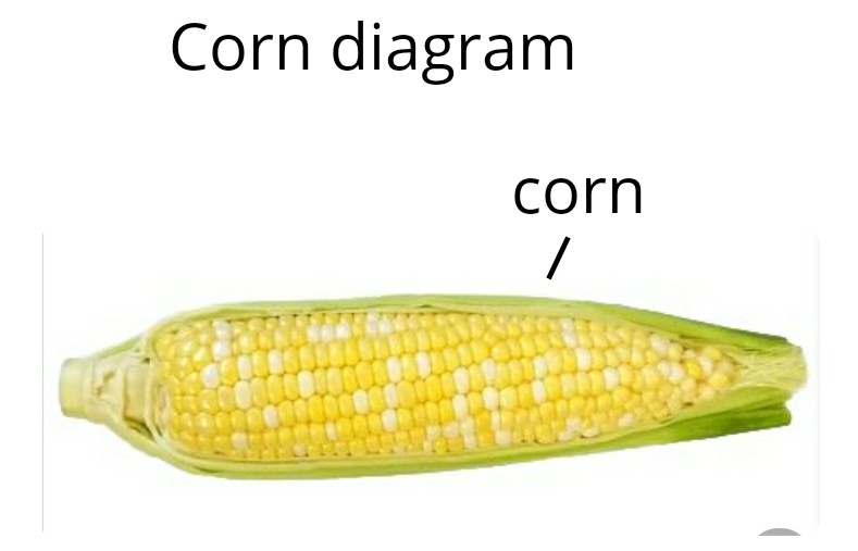 corn