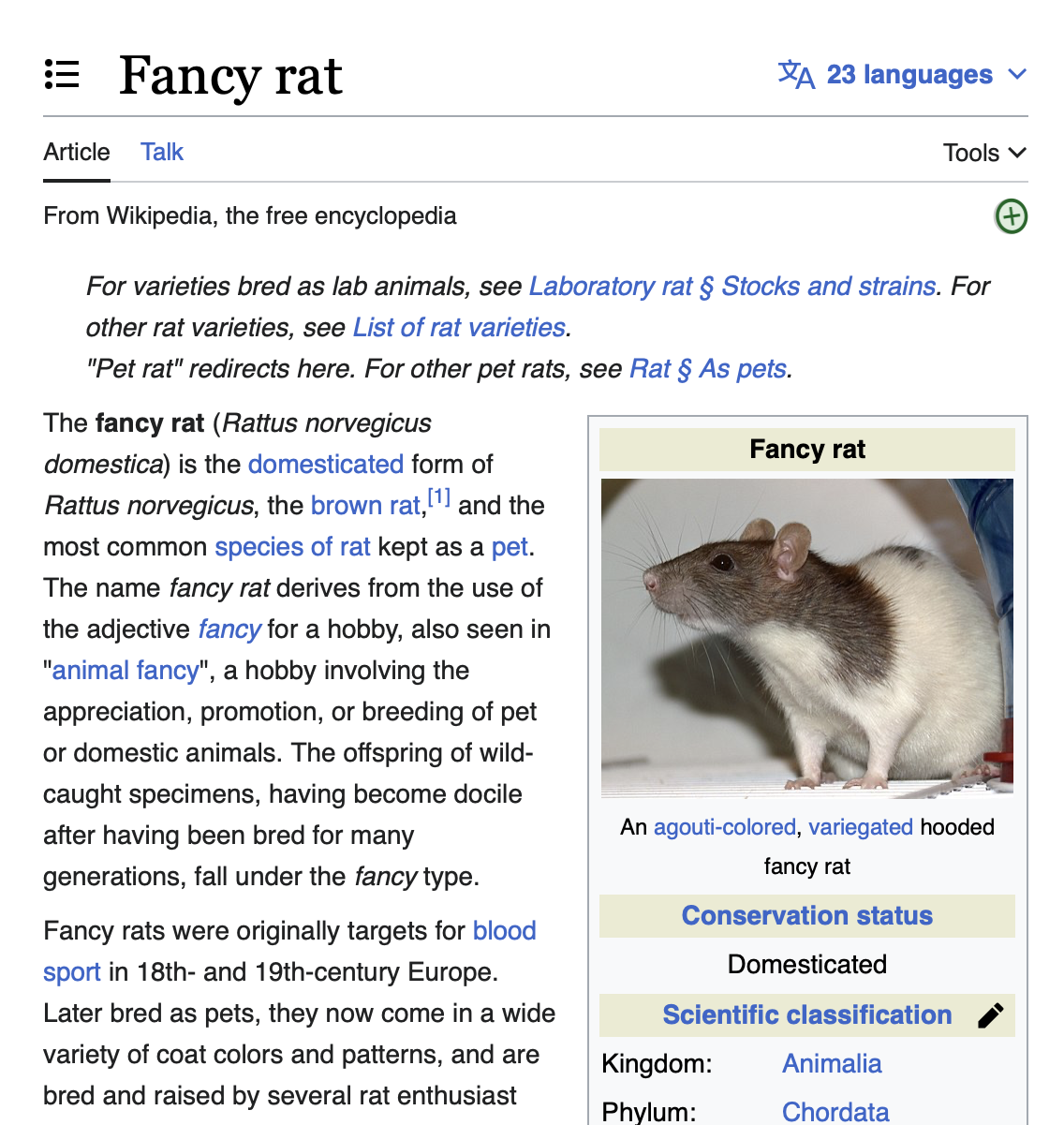 fancy rat