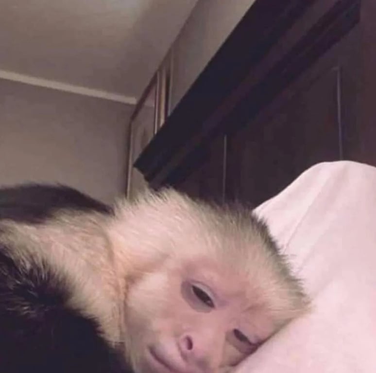 goodnight-monkey