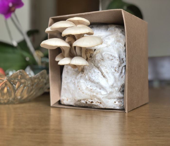 oyster mushrooms